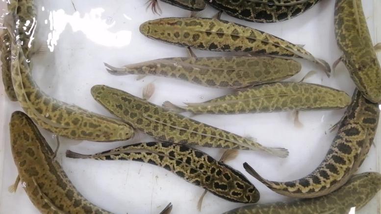 野生乌鱼怎么繁殖？视频技术要点有哪些？-图3