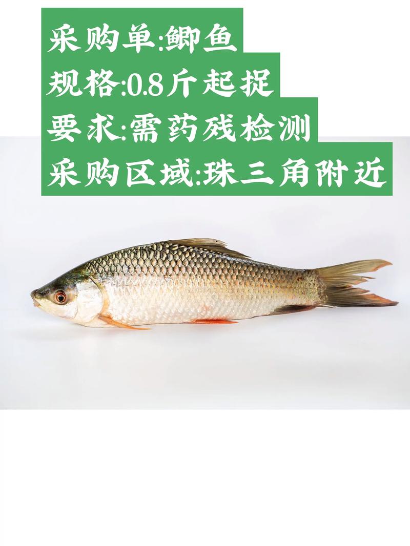 2025武汉鲫鱼价格会涨还是跌？-图1