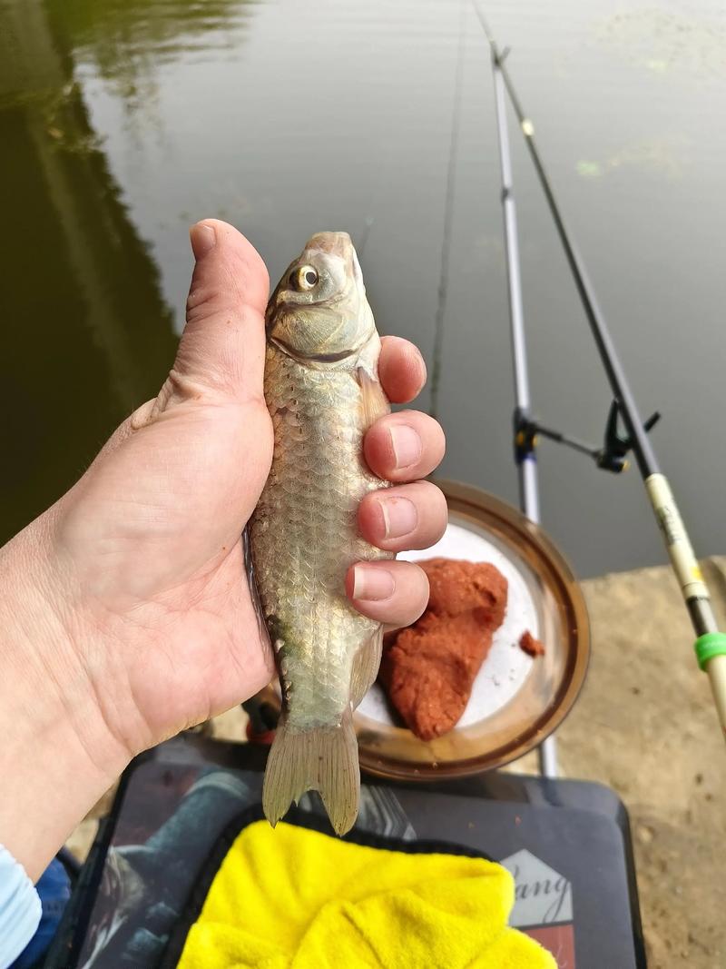 2025武汉鲫鱼价格会涨还是跌？-图3