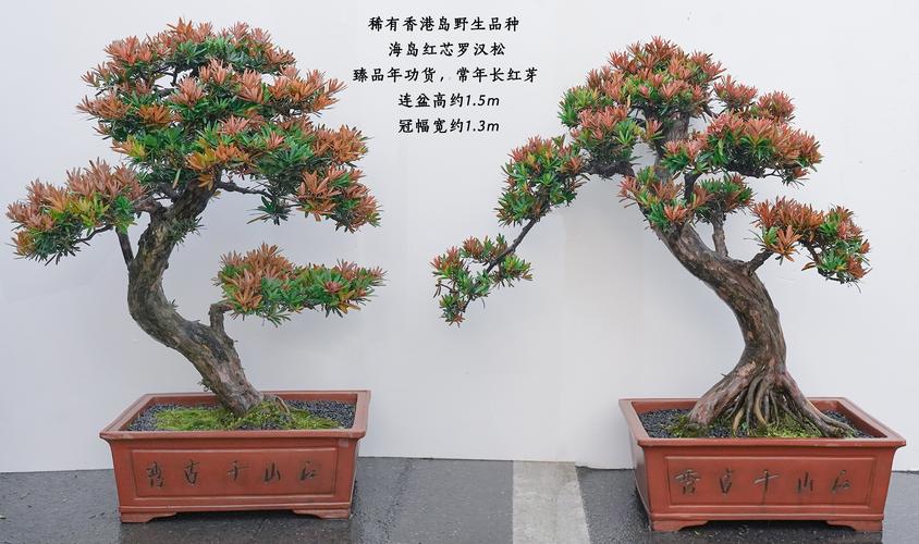 罗汉松哪个品种最耐寒？-图1