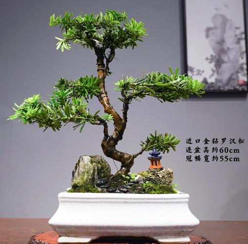 罗汉松哪个品种最耐寒？-图2