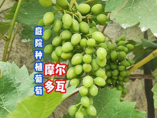 哪些葡萄品种抗病性好-图1