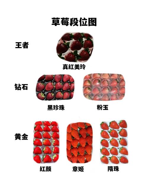 什么样的草莓品种最好-图2