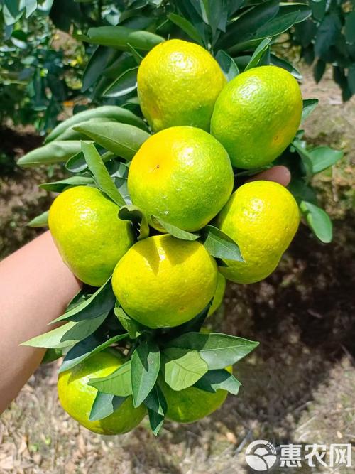 未来哪种柑桔品种最畅销？-图3