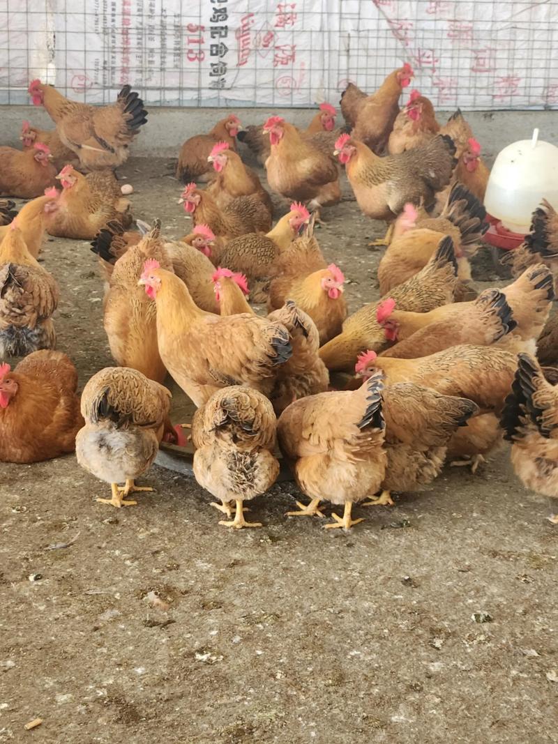 2025年成都土鸡价格会涨还是跌？-图1