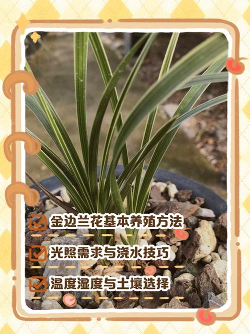 兰花名贵品种价格行情-图2