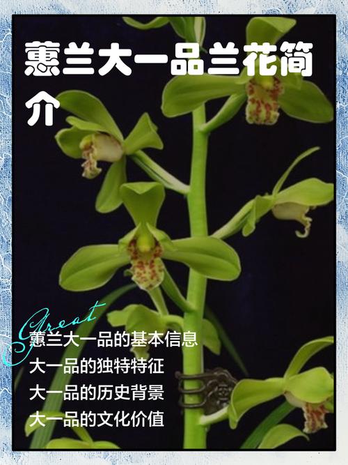 兰花名贵品种价格行情-图3