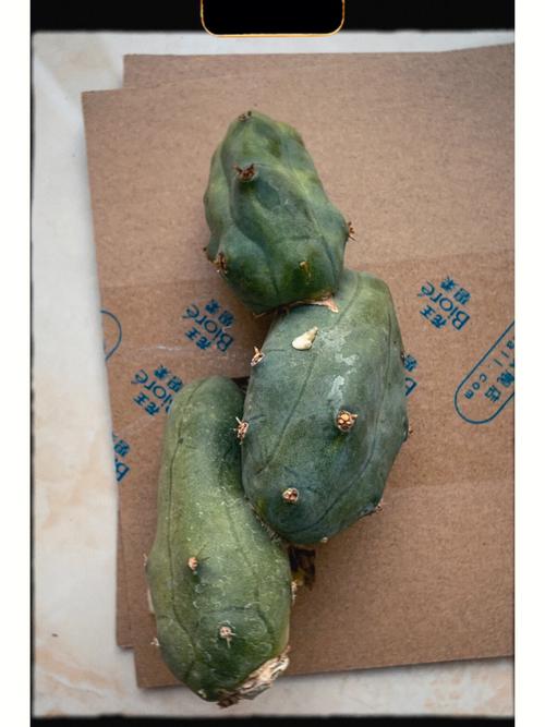 黑色仙人球有哪些品种?-图1 黑色仙人球有哪些品种?-图1