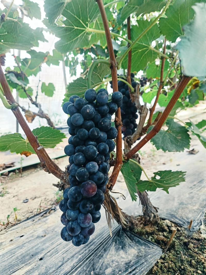 夏黑牙变葡萄品种介绍-图1 夏黑牙变葡萄品种介绍-图1