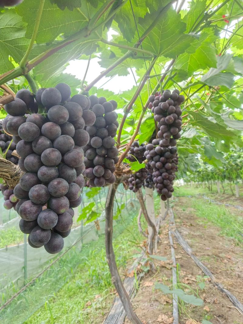 夏黑牙变葡萄品种介绍-图2 夏黑牙变葡萄品种介绍-图2