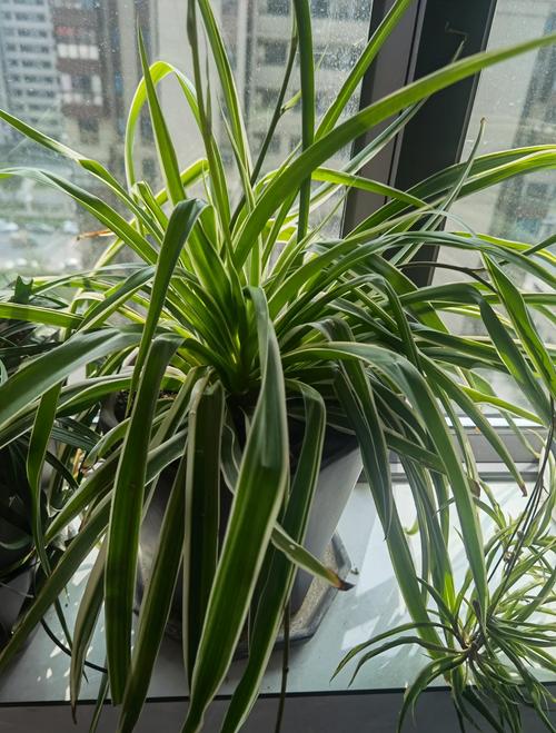 全绿吊兰是哪个稀有品种？-图1