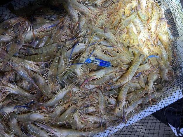 进口虾价缘何下跌？-图3