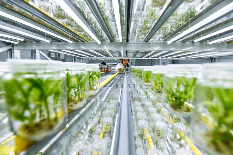 作物高产技术有哪些关键方法？-图1