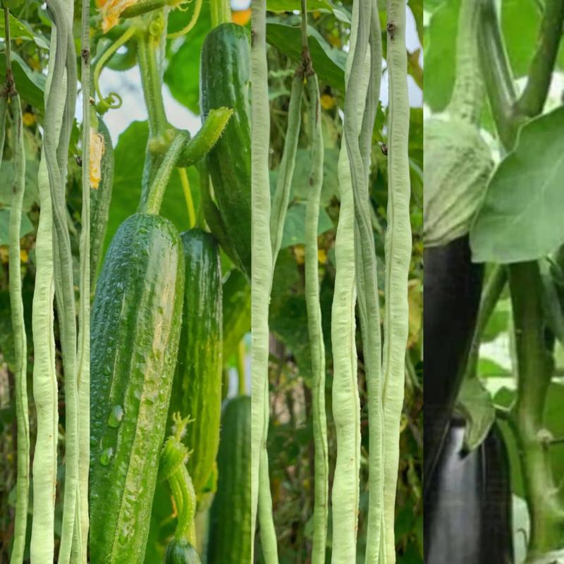 作物高产技术有哪些关键方法？-图3