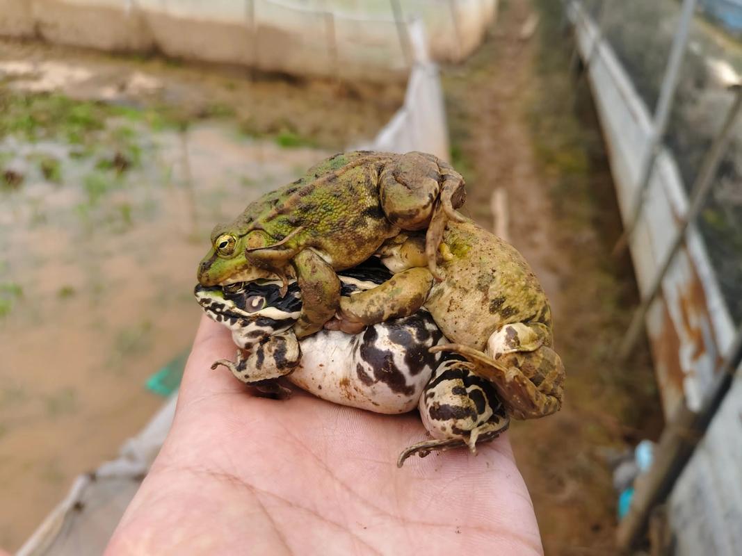 2025年青蛙养殖价格会涨跌吗？-图1