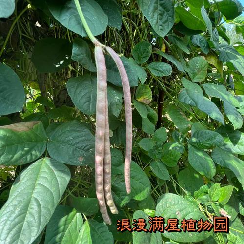 长豆角哪些品种高产又优质？-图2