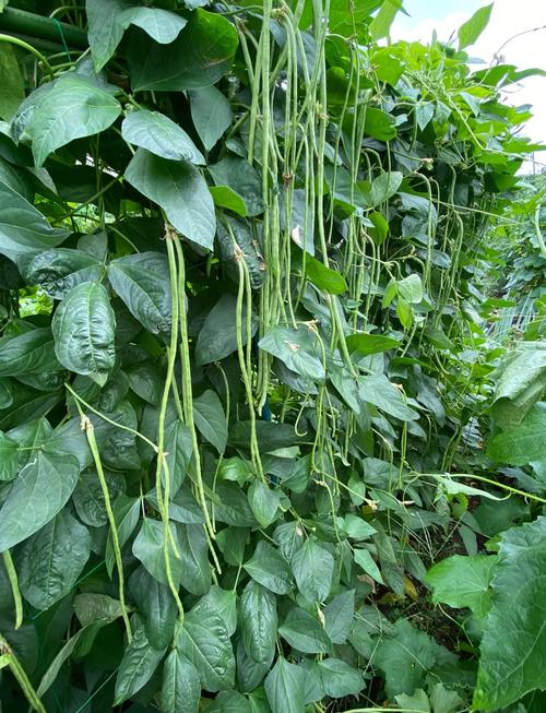 长豆角哪些品种高产又优质？-图1