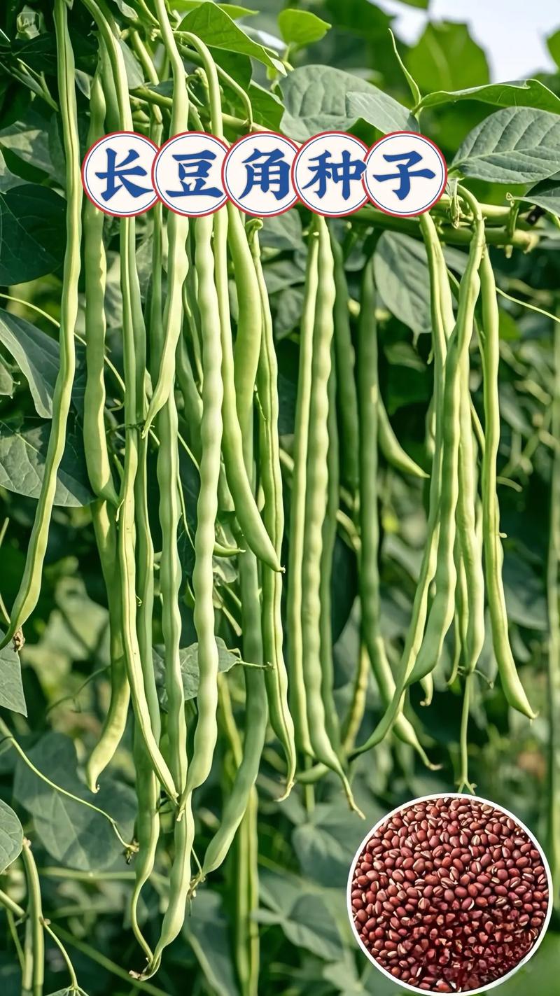 长豆角哪些品种高产又优质？-图3