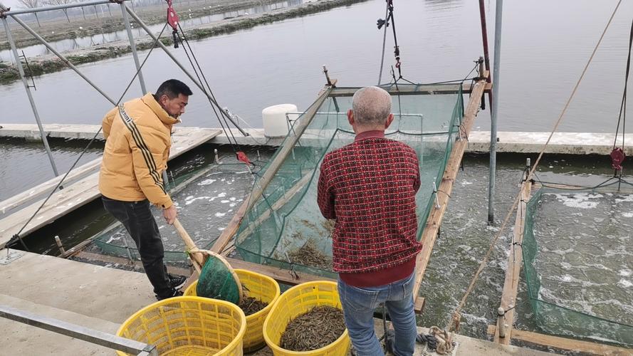 冬季野外捕捉青虾技术-图1