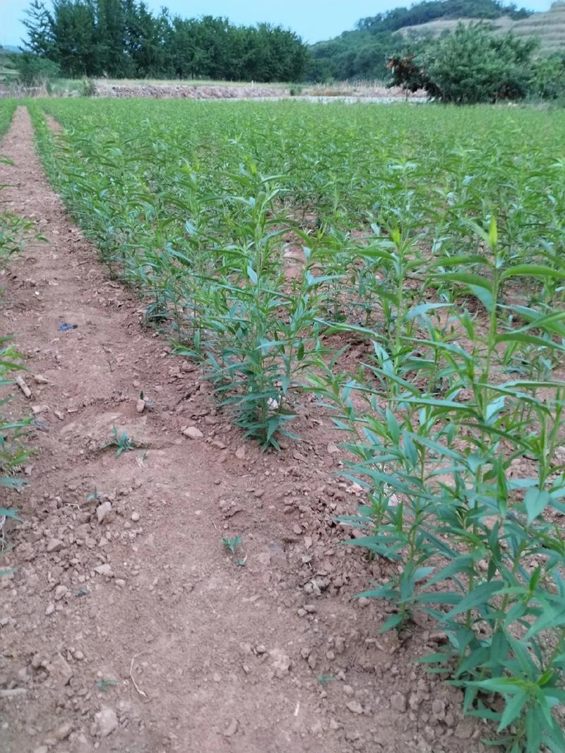 大棚毛桃种植视频技术有哪些关键要点？-图1