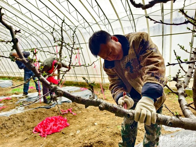 大棚毛桃种植视频技术有哪些关键要点？-图2