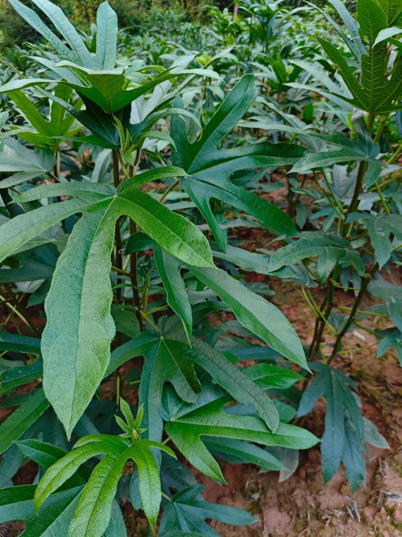 大棚毛桃种植视频技术有哪些关键要点？-图3