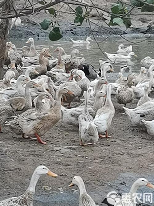 湖南水鸭价格为何被淘汰?-图1 湖南水鸭价格为何被淘汰?-图1