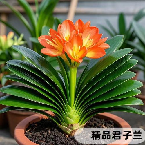 君子兰所有品种及图片-图2