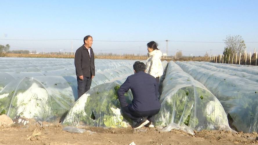 大棚白菜温度怎么管才合适？-图2