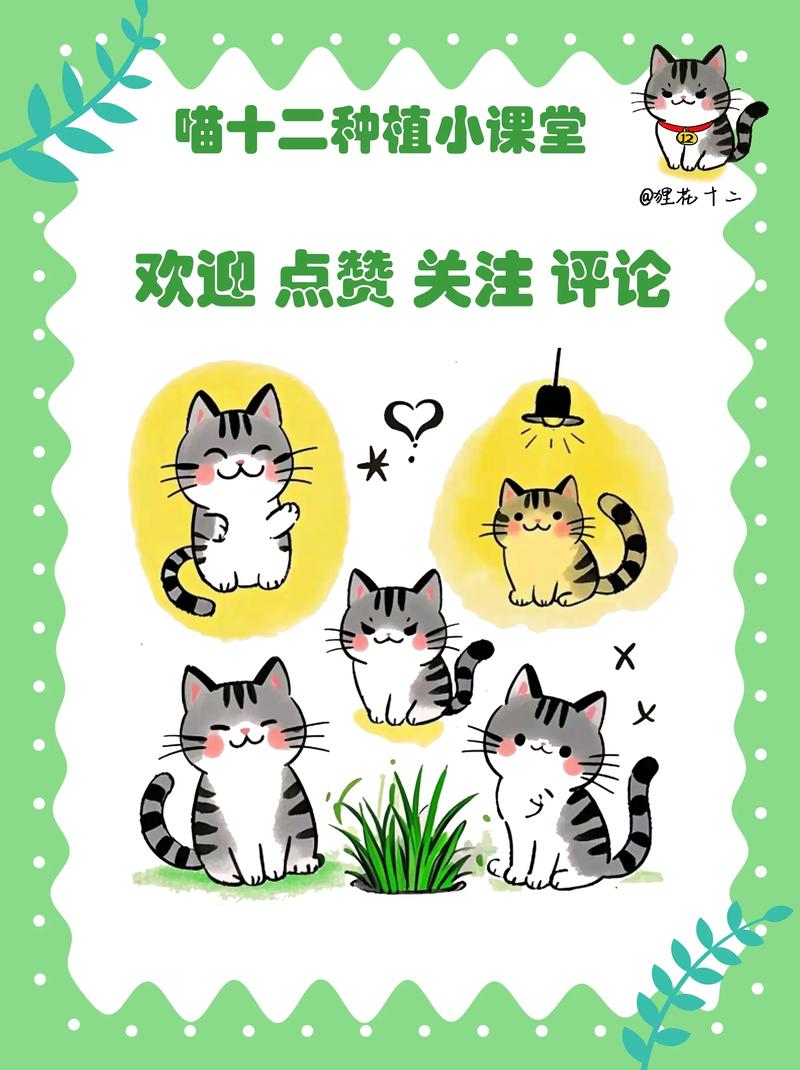 大棚白菜温度怎么管才合适？-图3