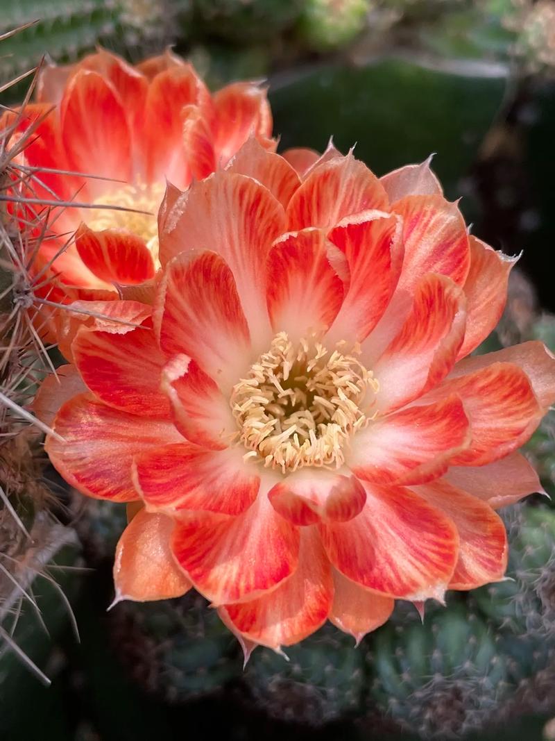 仙人球开花品种有哪些？-图2