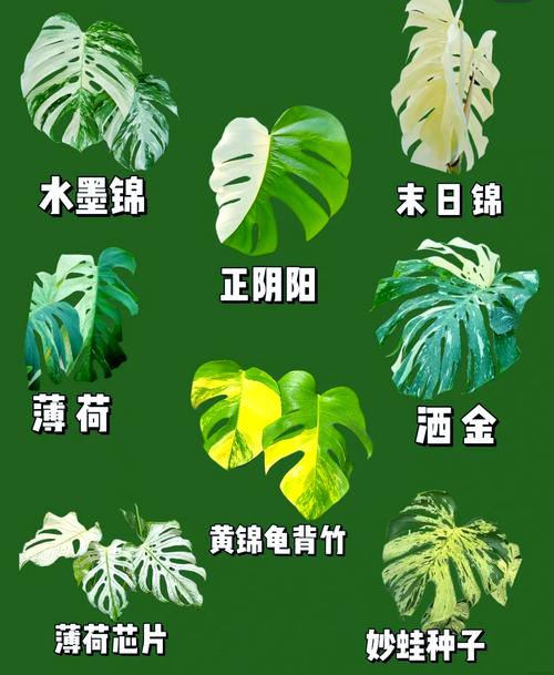 龟背竹品种有哪些?-图1 龟背竹品种有哪些?-图1