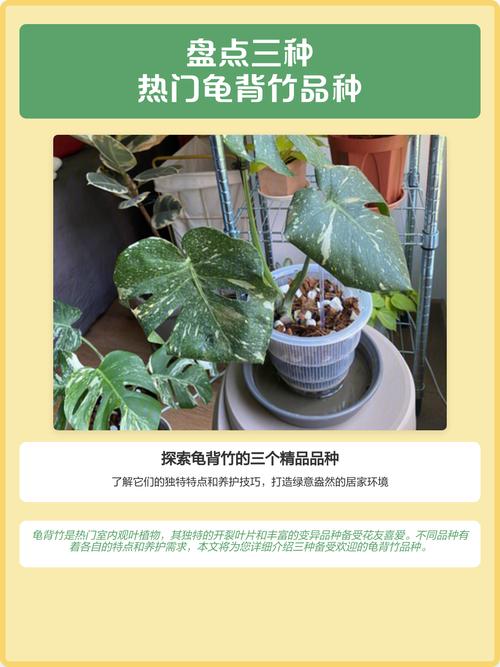 龟背竹品种有哪些?-图3 龟背竹品种有哪些?-图3