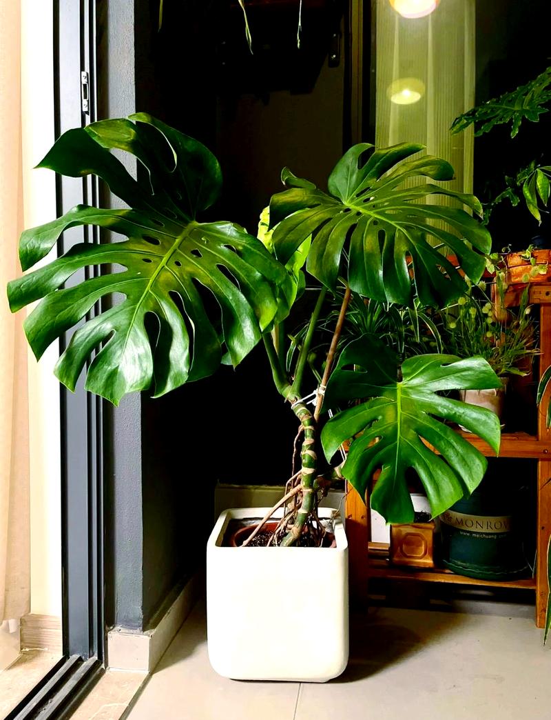 龟背竹品种有哪些?-图2 龟背竹品种有哪些?-图2