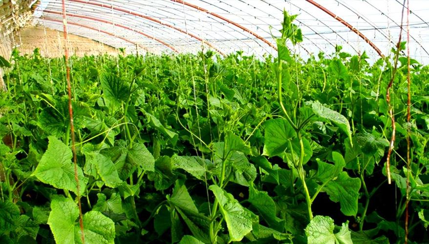 无土甜瓜种植技术图片怎么用？-图3