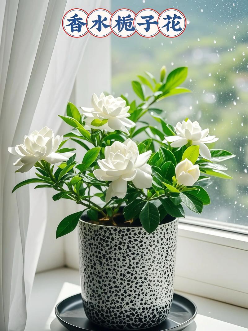 栀子花什么品种最好看-图2