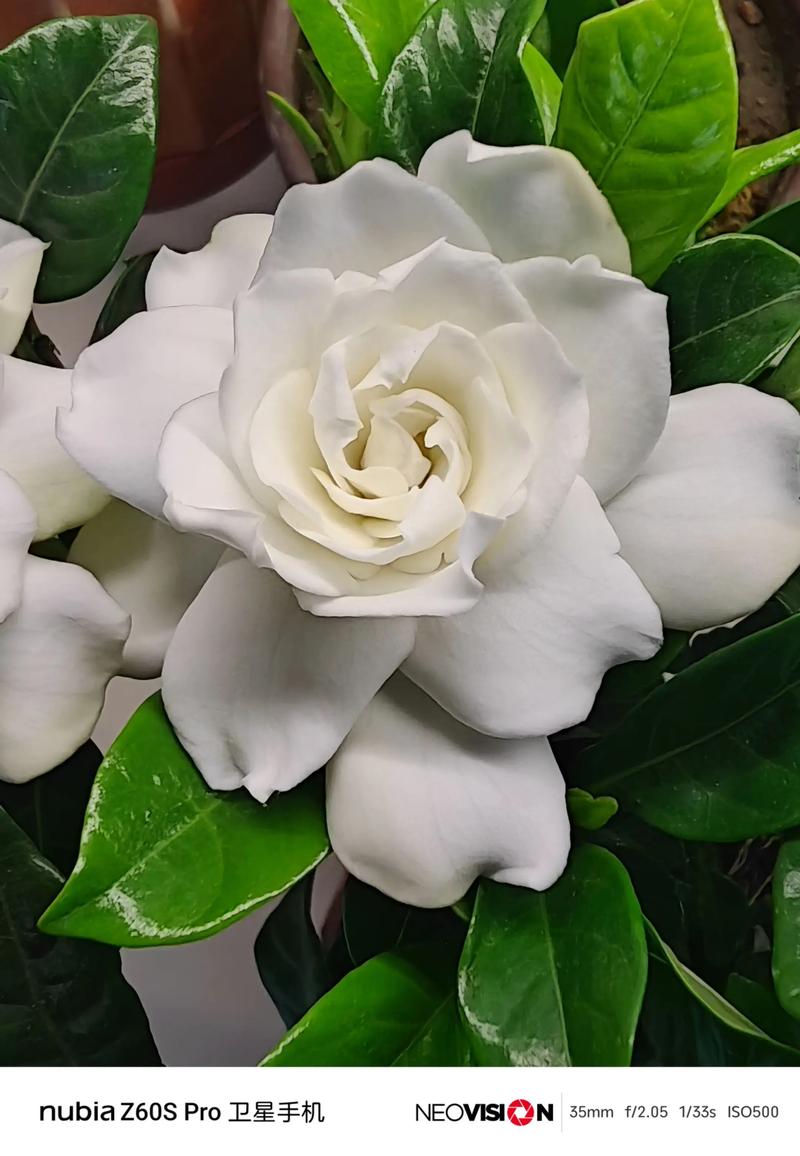 栀子花什么品种最好看-图3