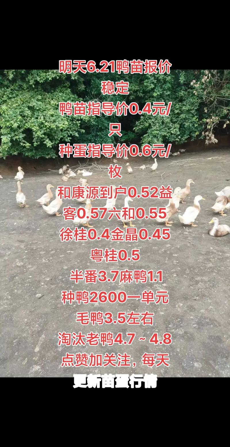 2025鸭苗价格会涨还是跌？-图2