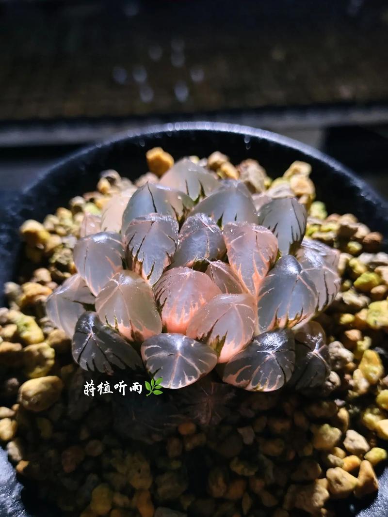 最贵漂亮的多肉品种，到底有多贵多美？-图1