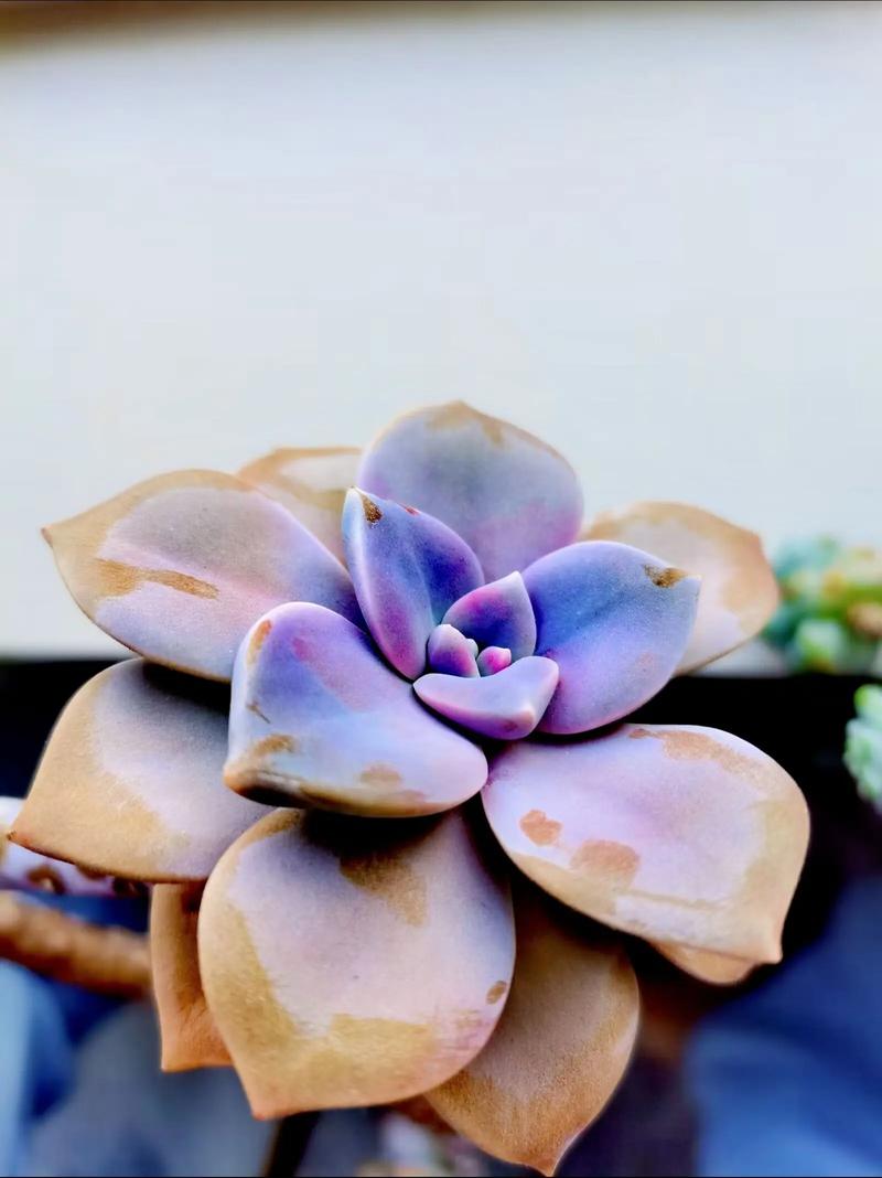 最贵漂亮的多肉品种，到底有多贵多美？-图2