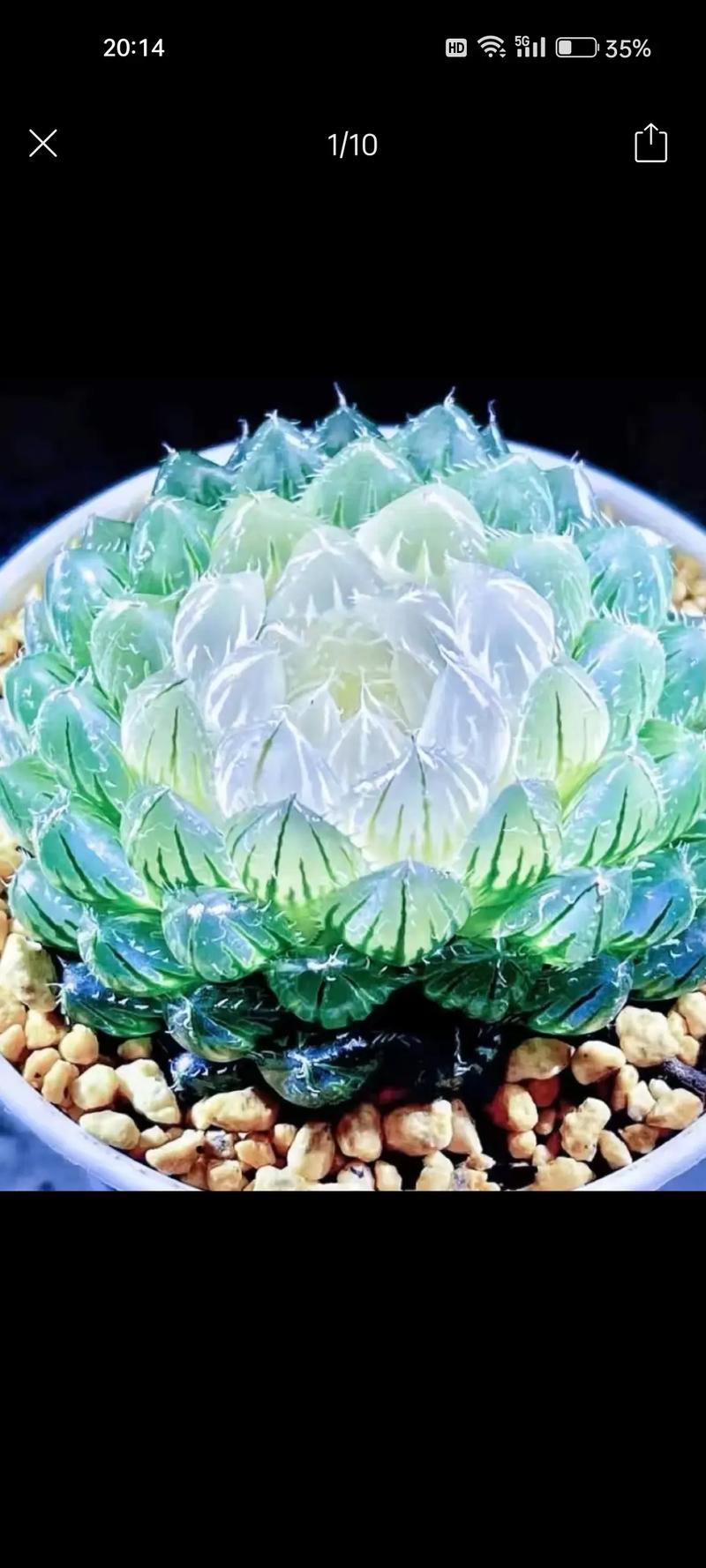 最贵漂亮的多肉品种，到底有多贵多美？-图3