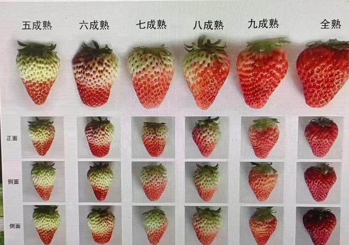 草莓品种图片集收录了多少品种？-图2