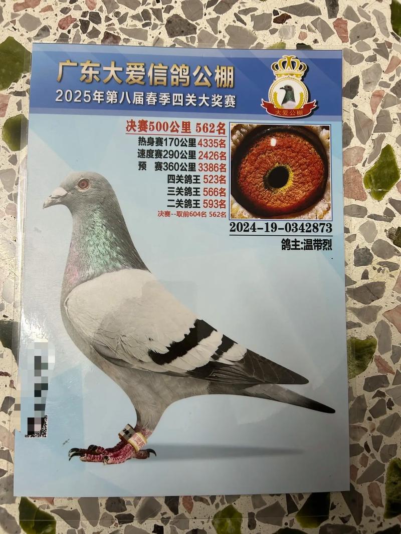 2025年湖南肉鸽价格会涨还是跌？-图1