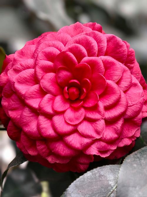 茶花品种有哪些？附图片看花型色彩-图2