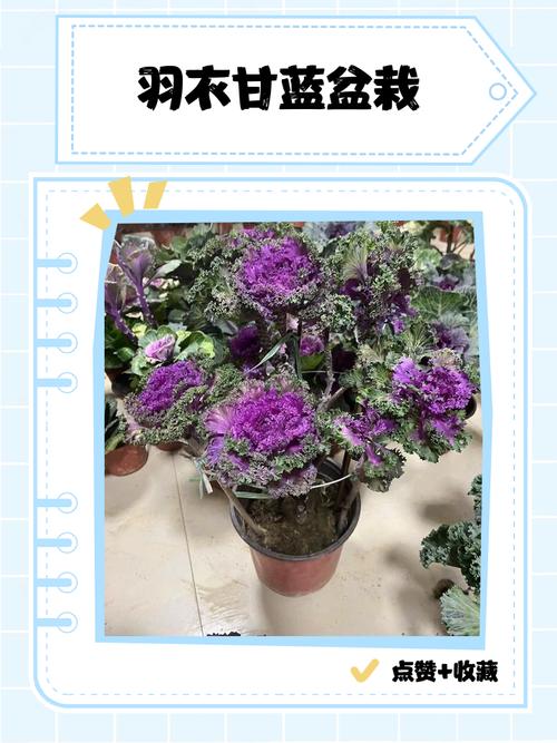 羽翼甘蓝怎么种?视频教你关键技术!-图1 羽翼甘蓝怎么种?视频教你关键技术!-图1