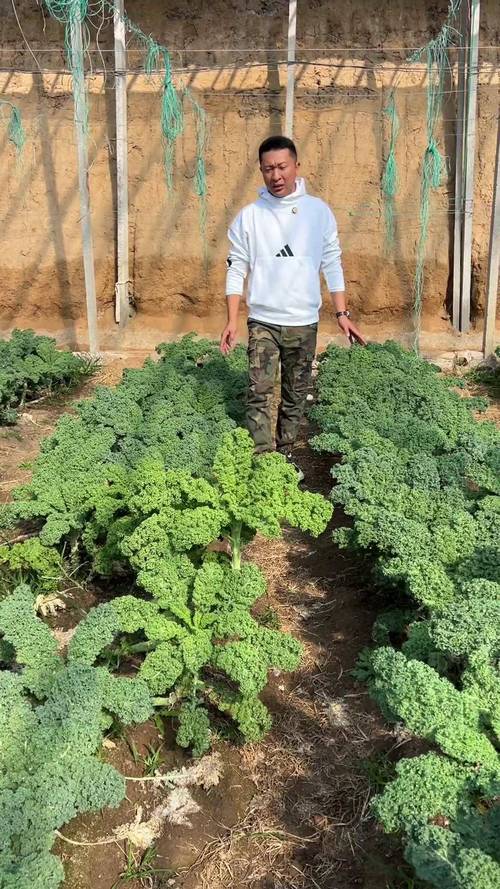 羽翼甘蓝怎么种?视频教你关键技术!-图2 羽翼甘蓝怎么种?视频教你关键技术!-图2