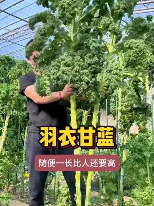 羽翼甘蓝怎么种?视频教你关键技术!-图3 羽翼甘蓝怎么种?视频教你关键技术!-图3