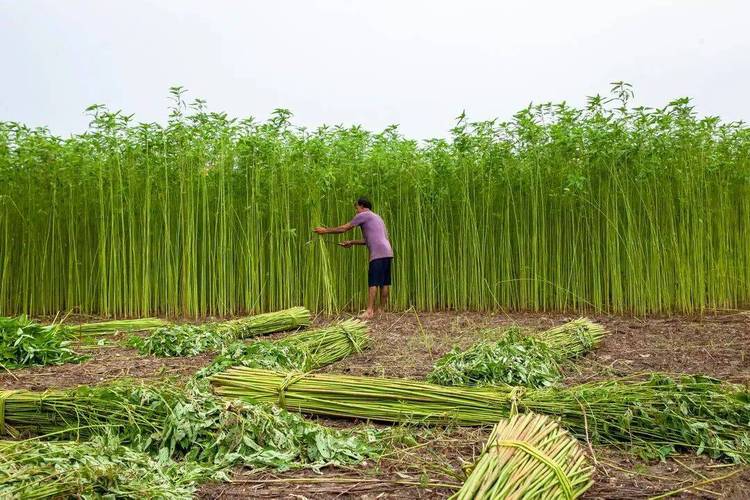 黄麻种植技术视频有哪些关键要点?-图1 黄麻种植技术视频有哪些关键要点?-图1