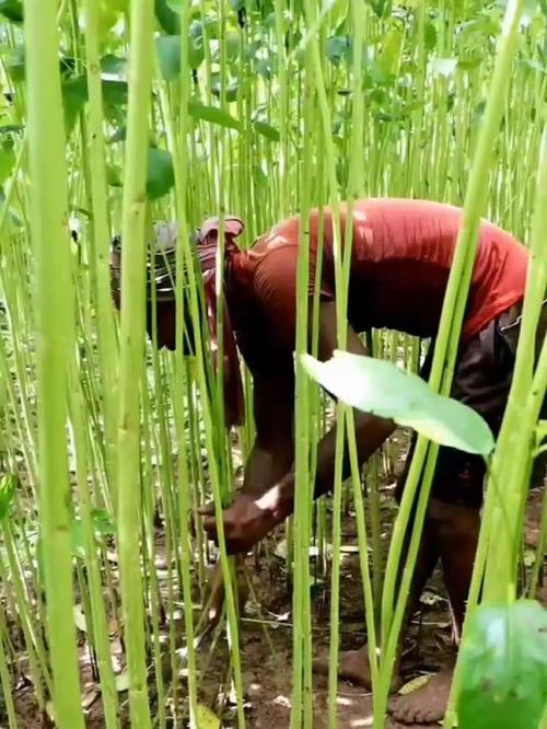 黄麻种植技术视频有哪些关键要点？-图2