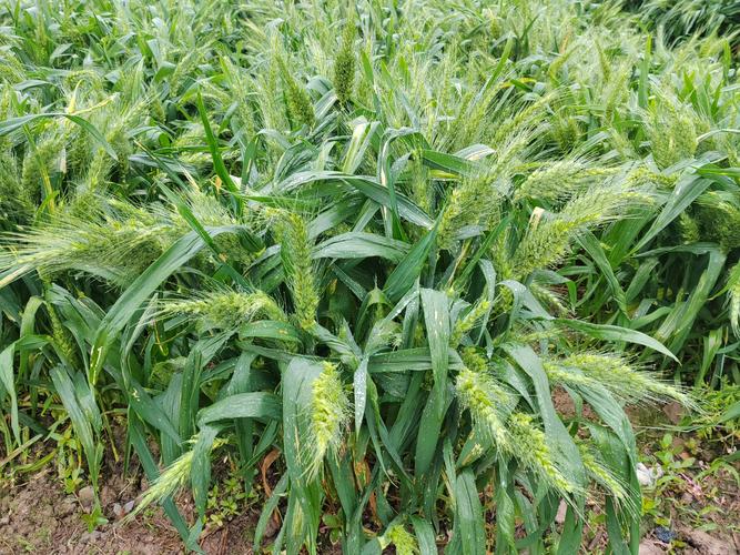 小麦优良品种.有那些-图2 小麦优良品种.有那些-图2